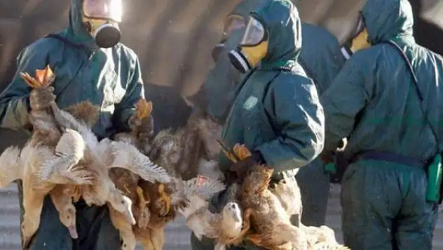 Fransa'da 151 çiftlikte kuş gribi alarmı