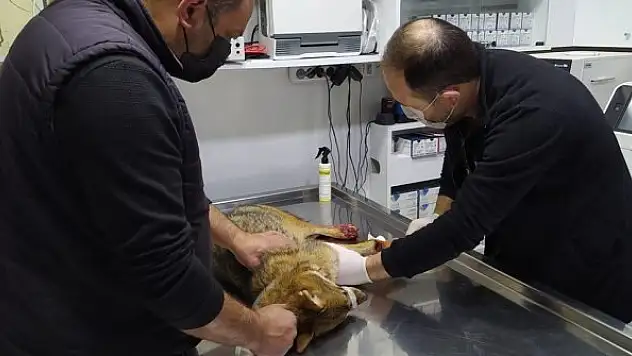 Otomobilin çarptığı tilki tedavi altına alındı