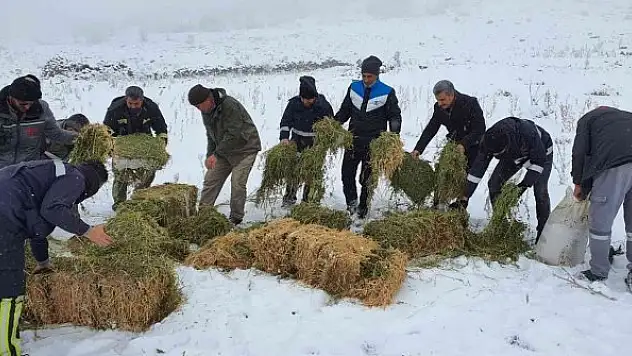 Karaman'da, Anadolu yaban koyunları ile yılkı atlarına yem desteği