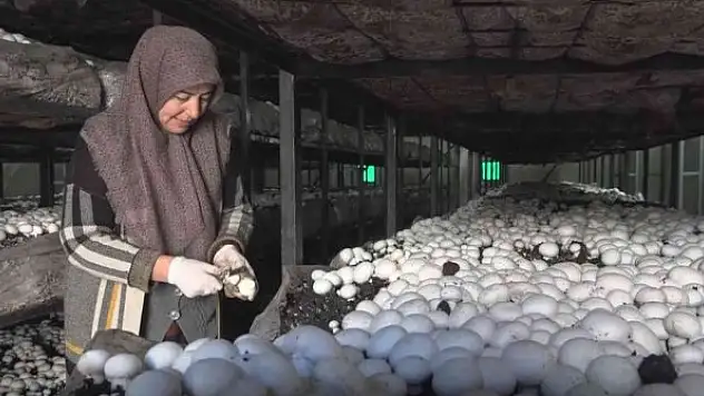 Yüzde 70 hibeyle mantar çiftliği kurarak kendi işinin patronu oldu