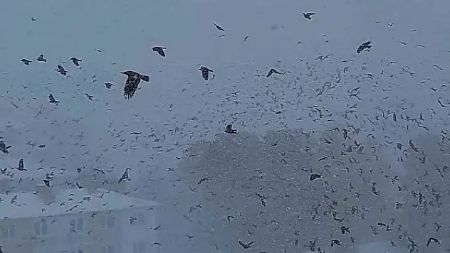 Tipiye yakalanan kuşların zor anları