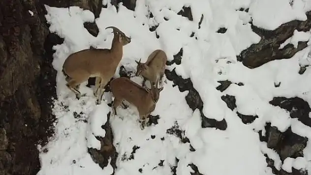 Erzincan'da dağ keçileri havadan görüntülendi