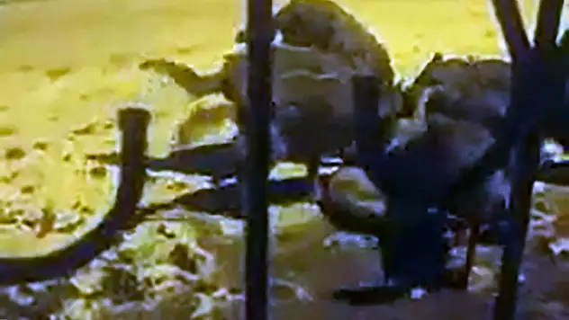 Köye inen aç kurt sürüsü köpeği parçaladı