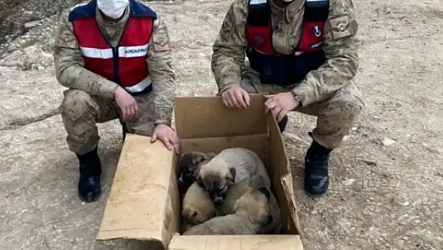 Soğukta kalan yavru köpekler barınağa götürüldü