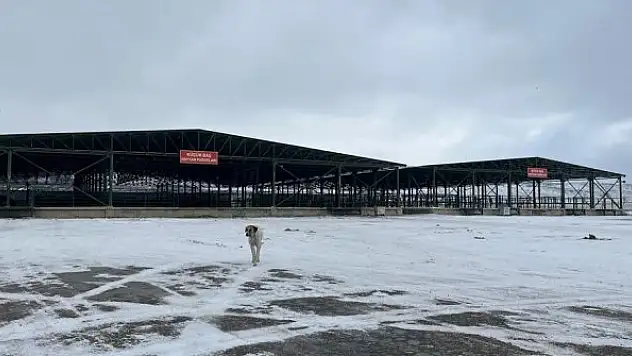 Şiddetli kar hayvan pazarını boş bıraktı