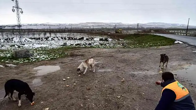 Kar yağışında sokak hayvanlarını unutmadı