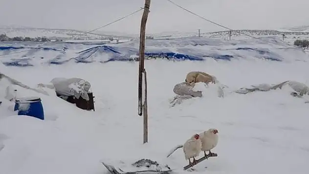 Çadırlar ve çatılar çöktü hayvanlar telef oldu