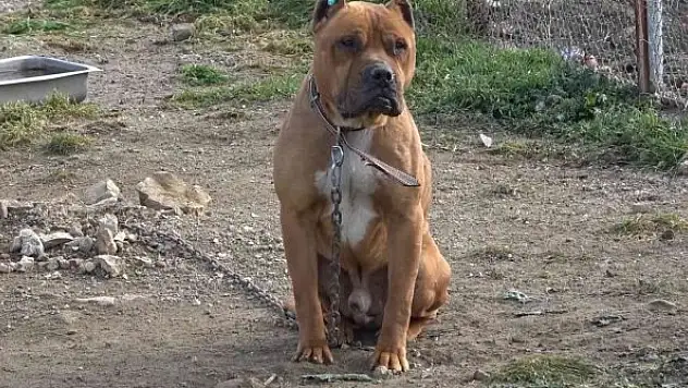 537 adet 'tehlike arz eden köpek' kayıt altına alındı