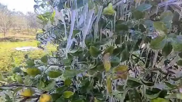 Limon ağaçları buz tuttu, sarkıtlar oluştu