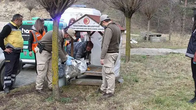 HAYDİ ekipleri, soğuk kış gününde sokak hayvanlarını yalnız bırakmadı