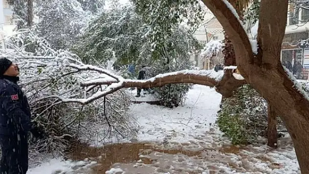 Karın ağırlığına dayanamayan ağaç dalları kırıldı