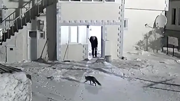 Emniyet bahçesinde yiyecek arayan tilkileri elleriyle besliyor