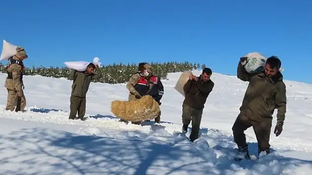 Yaban hayvanları için doğaya yem bıraktılar
