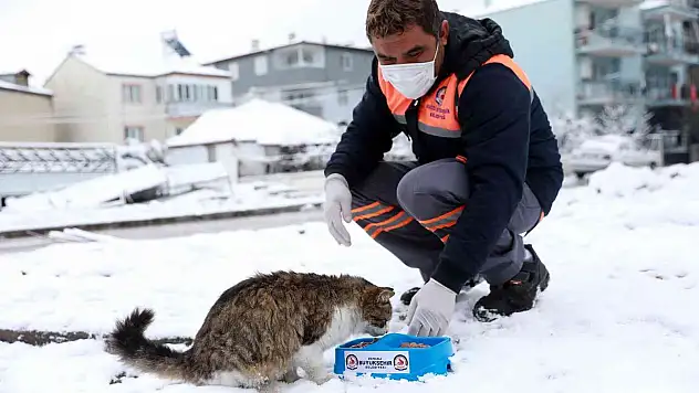 Ağır kış koşullarında sokak hayvanları unutulmadı