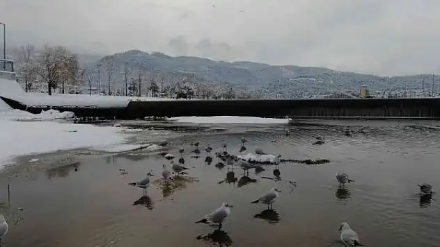 Buz tutan deredeki martıların kar banyosu drone ile görüntülendi
