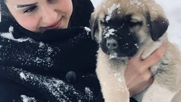 Sahipsiz köpeklere baba ile kızı sahip çıktı