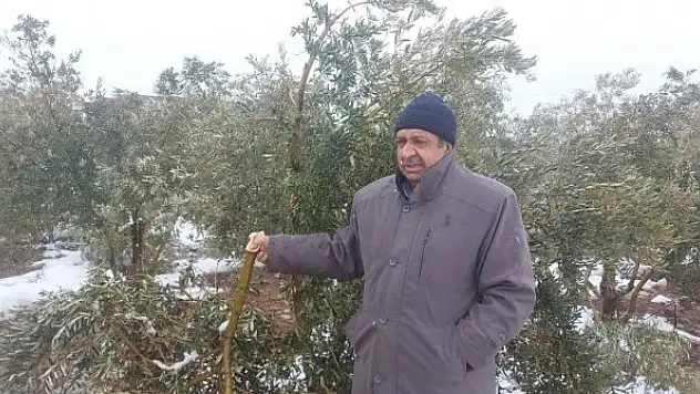 Kar zeytin ağaçlarının dallarını kırdı