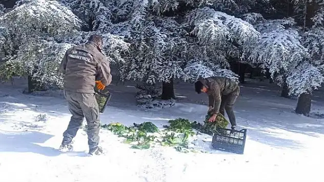 Yaban hayatına 15 ton yem bırakıldı