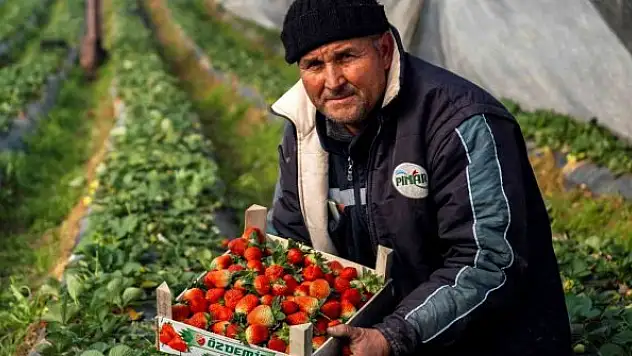 Çilek seralarında don tehlikesine karşı sobalı önlem