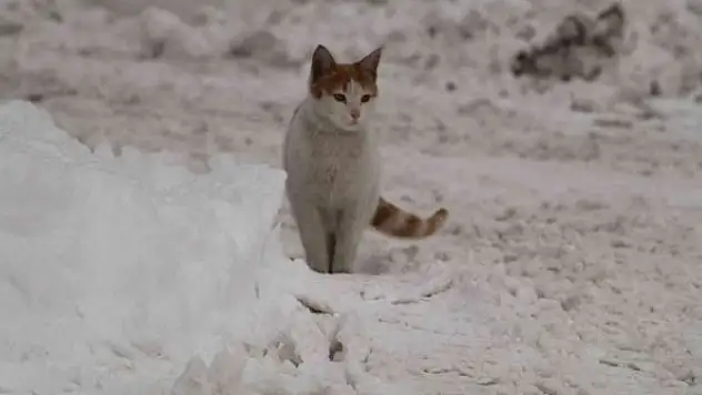 Bingöl'de 281 köy yolu ulaşıma kapandı
