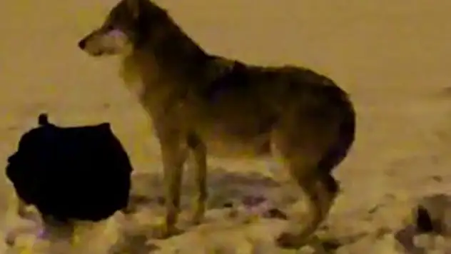 Kurt mahalleye inip çöpleri karıştırdı