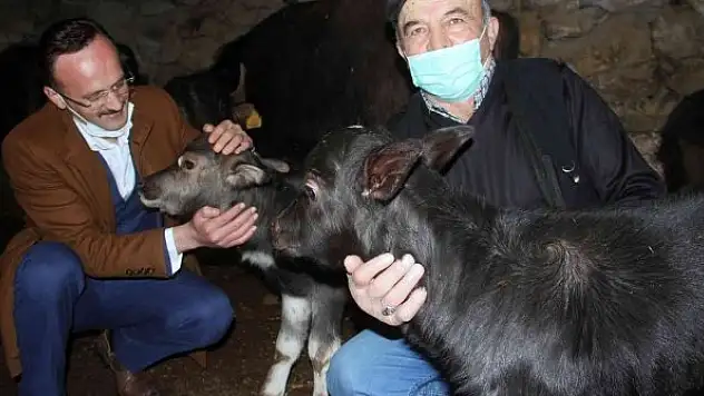 Giresun'da manda üreticilerinin yüzü güldü