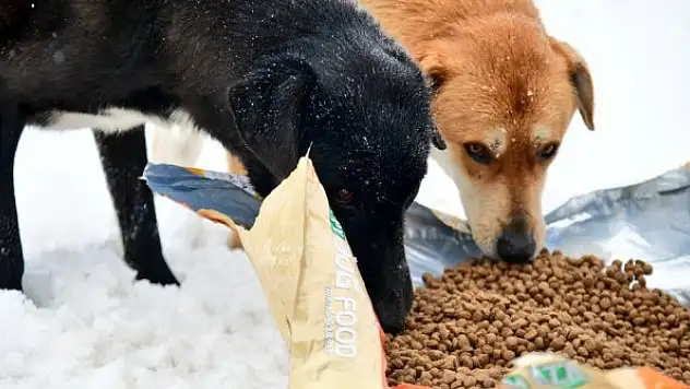 Sokak hayvanlarına dört mevsim destek