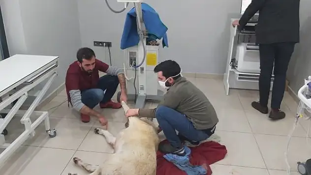 Karda yaralı halde bulunan Köpek'e jandarma şefkati