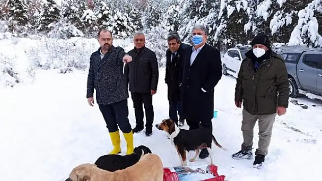 Tosya'da sokak hayvanları unutulmadı