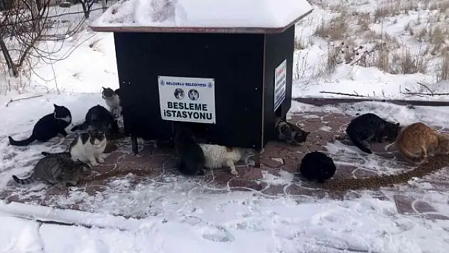 Selçuklu sokak hayvanlarına yem ve mama bırakıyor