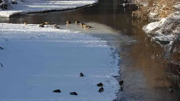 Kars'ta aç kalan yaban ördekleri Kars Çayı'nı mesken tuttu