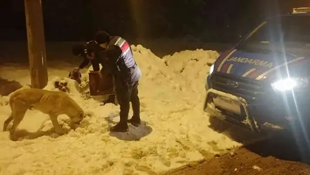 Jandarma ekipleri sokak hayvanları için doğaya mama bıraktı