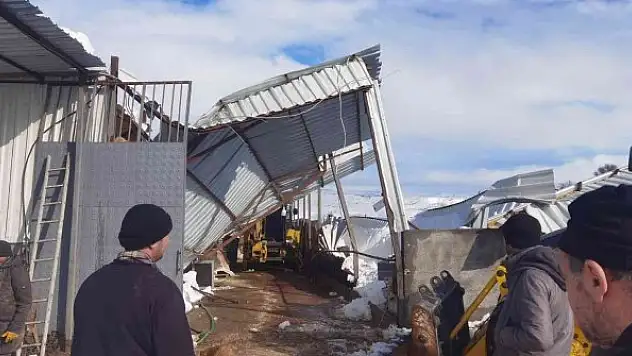 Çiftlik çöktü, 22 büyükbaş hayvan telef oldu