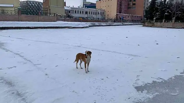 Sokak köpeğinin keyifli gezintisi