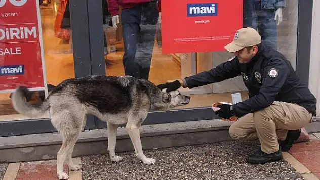 Yalova polisi sokak hayvanlarına mama bıraktı