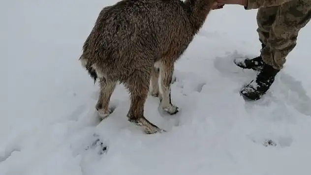 Yaralı dağ keçisi koruma altına alındı