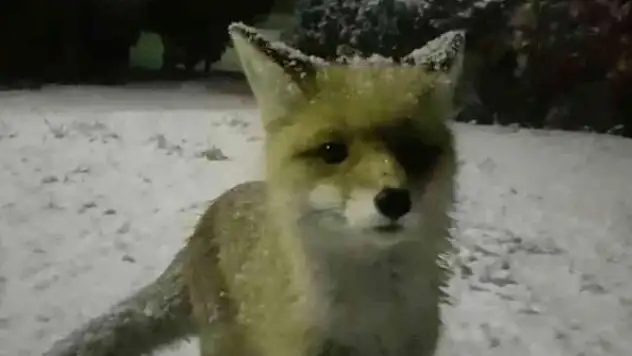 Yiyecek arayan tilkinin meraklı halleri gülümsetti