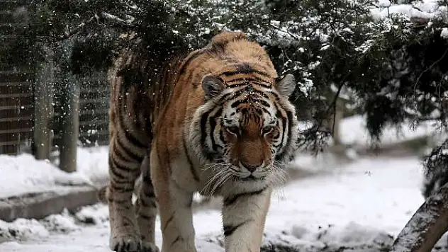 Kar altında hayvanların kartpostallık görüntüleri