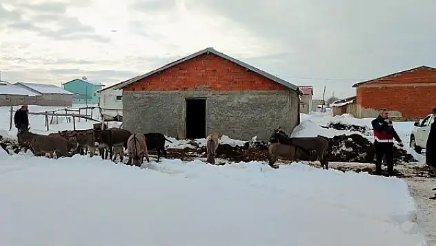 Bingöl'de kışın başıboş bırakılan eşekler kiralanan hana yerleştirildi