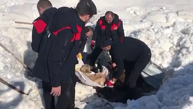 Enkazın altındaki köpek kurtarıldı