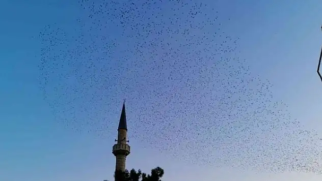 Sığırcıklardan muhteşem gösteri