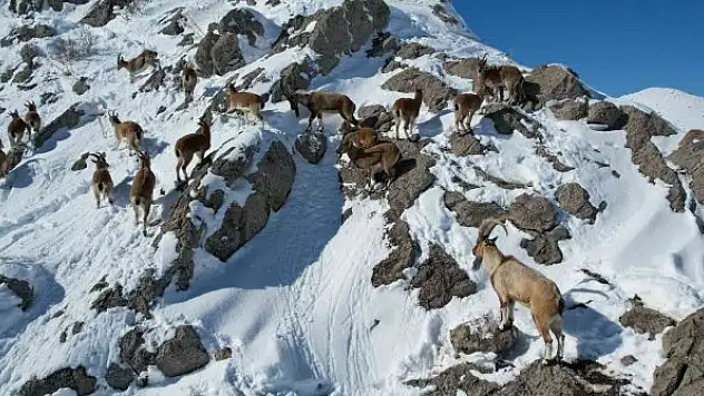 Aladağlar'da dağ keçileri drone ile görüntülendi