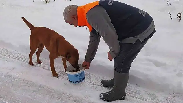 Sokaktaki canlar sahipsiz kalmadı