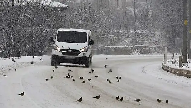 Aç kalan kuş sürüleri yola indi