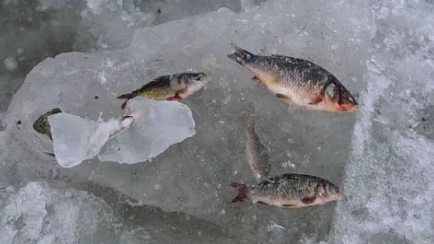Göldeki balıklar suyla beraber dondu