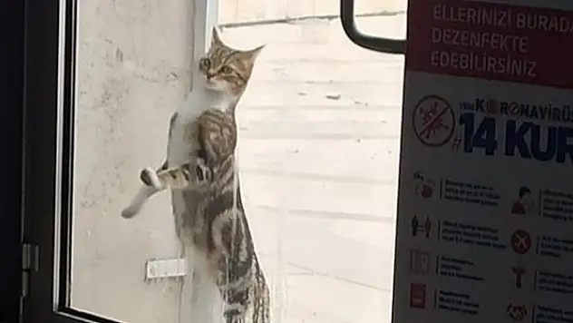 Sıcak bir yuva arıyorlar