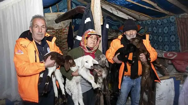 Karda mahsur kalan 120 küçükbaş hayvan kurtarıldı
