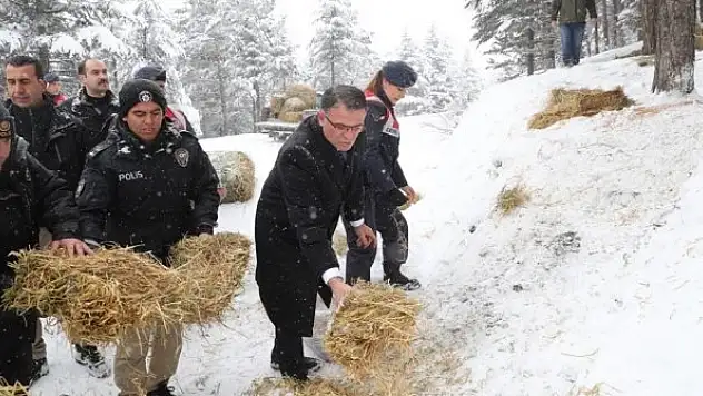 Tokat'ta yaban hayvanları unutulmadı