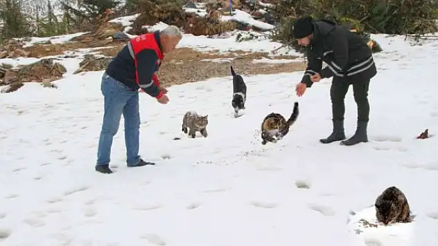Üniversite personeli sokak hayvanlarını unutmadı