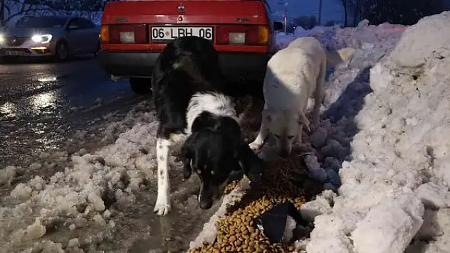 Her gün 200 kilogram mama bırakılıyor